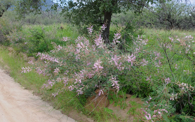Mimosa dysocarpa, Velvetpod Mimosa, Southwest Desert Flora Mimosa dysocarpa, Velvetpod Mimosa, Southwest Desert Flora